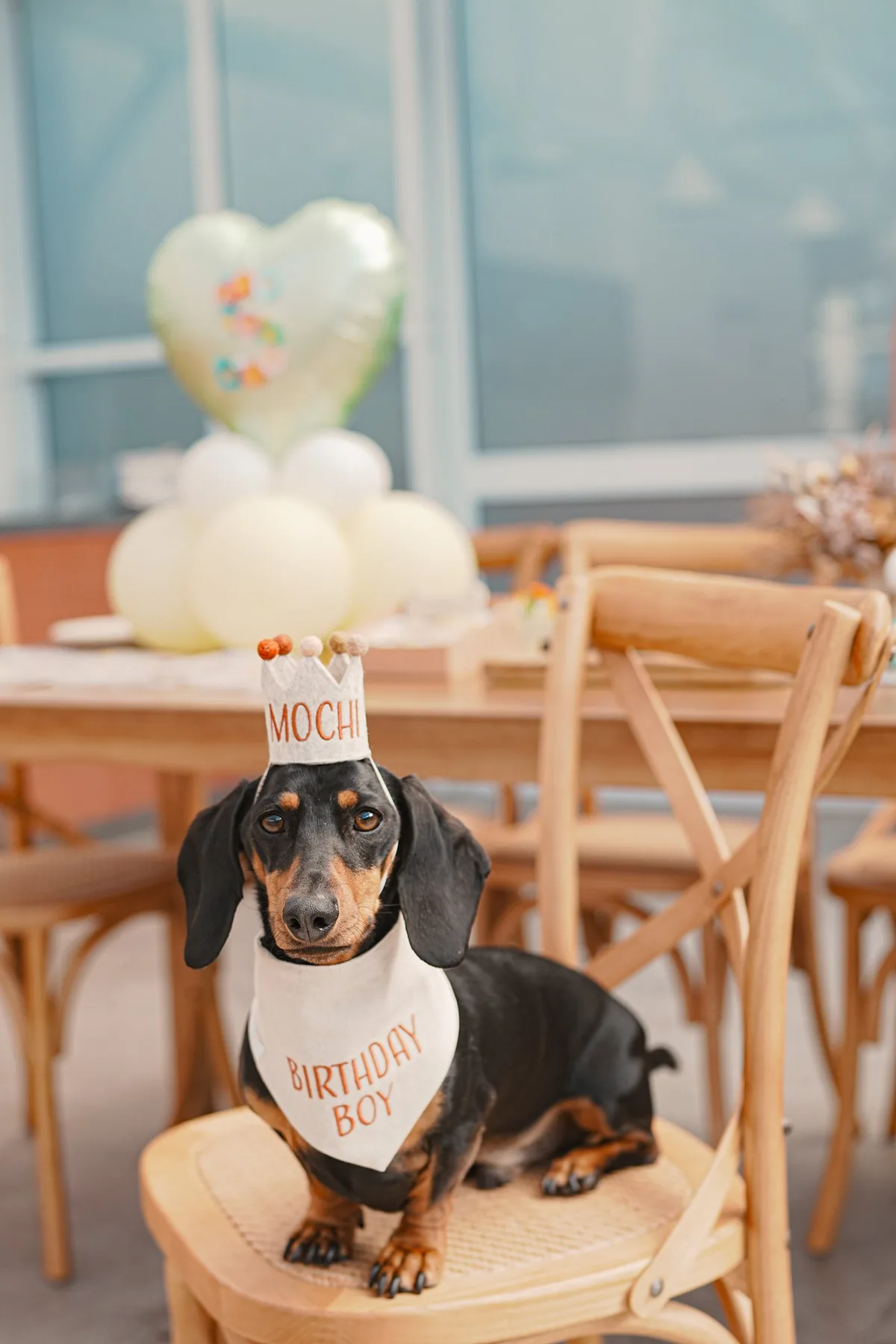 Mochi dog birthday party at pet-friendly Petit House venue