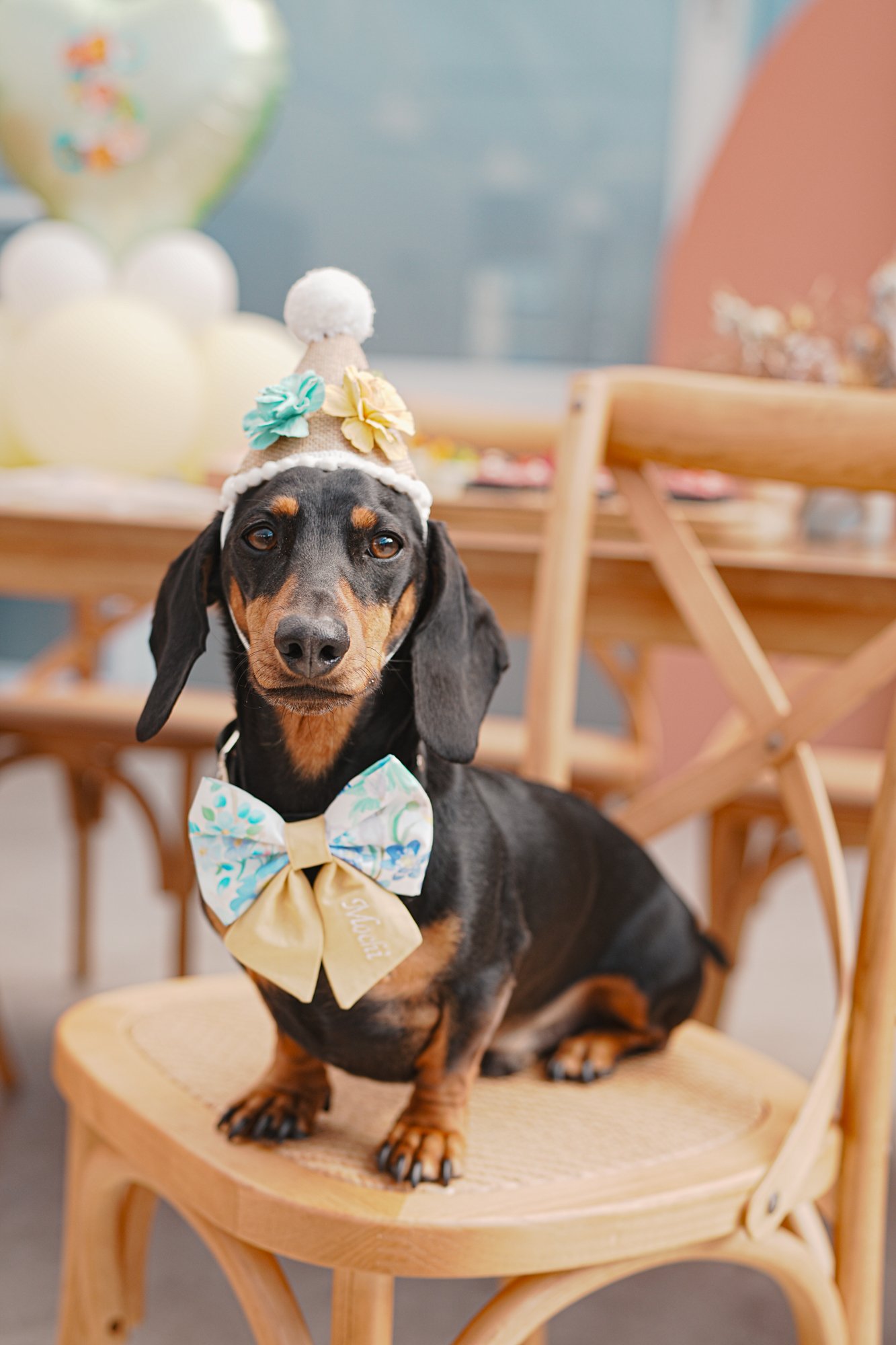 Mochi dog birthday party at pet-friendly Petit House venue