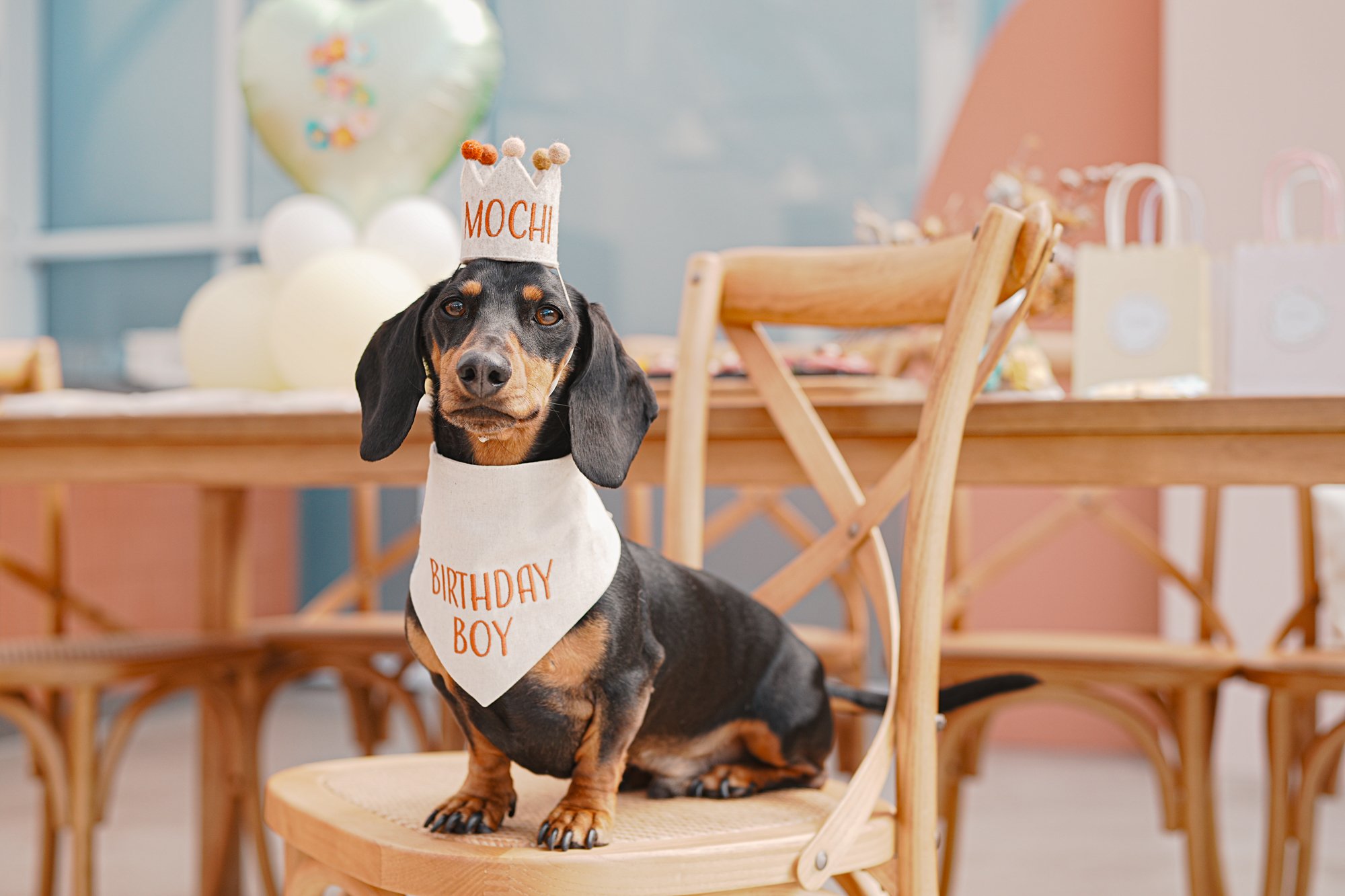 Mochi dog birthday party at pet-friendly Petit House venue