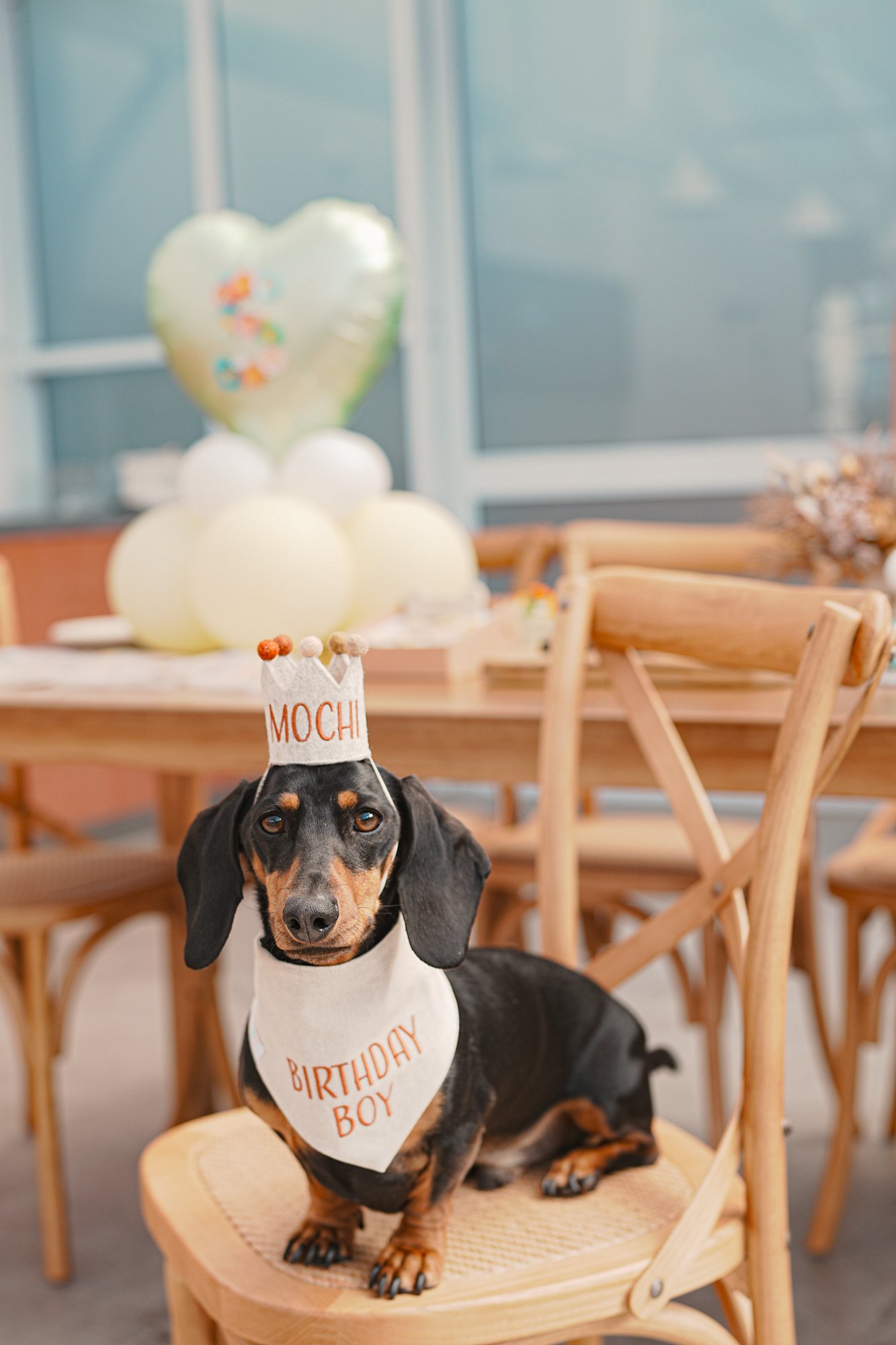 Mochi dog birthday party at pet-friendly Petit House venue